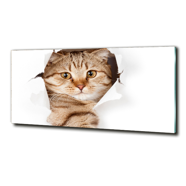 Glasbild Katze