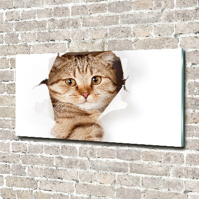 Glasbild Katze