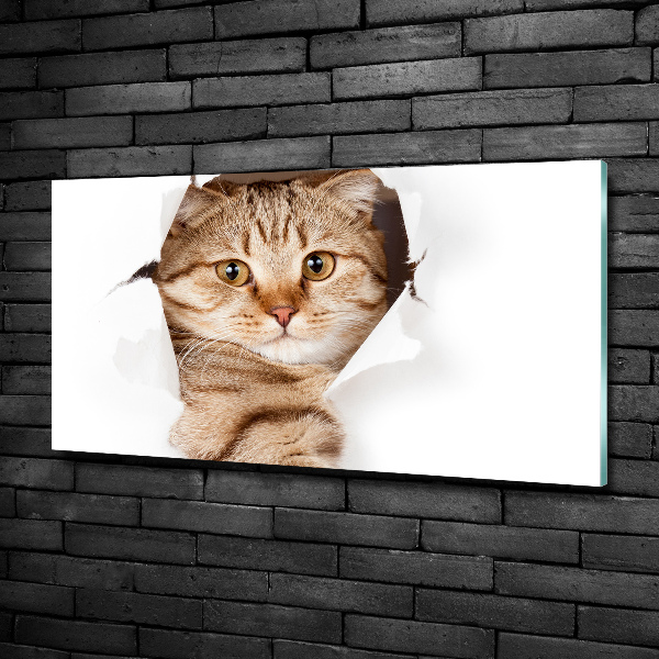 Glasbild Katze