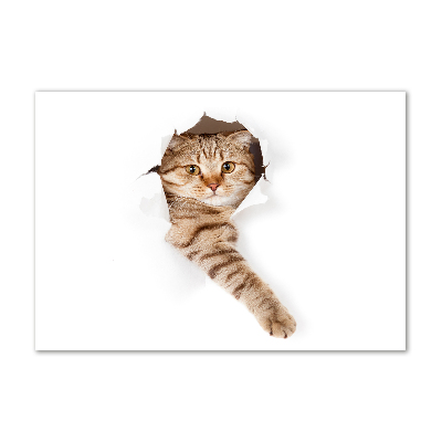 Glasbild Katze