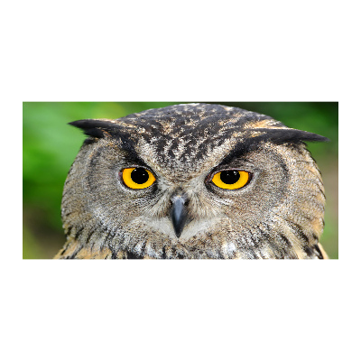 Glasbild Eule