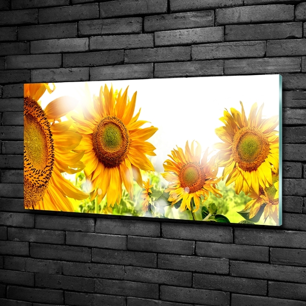 Bild auf glas Sonnenblumen