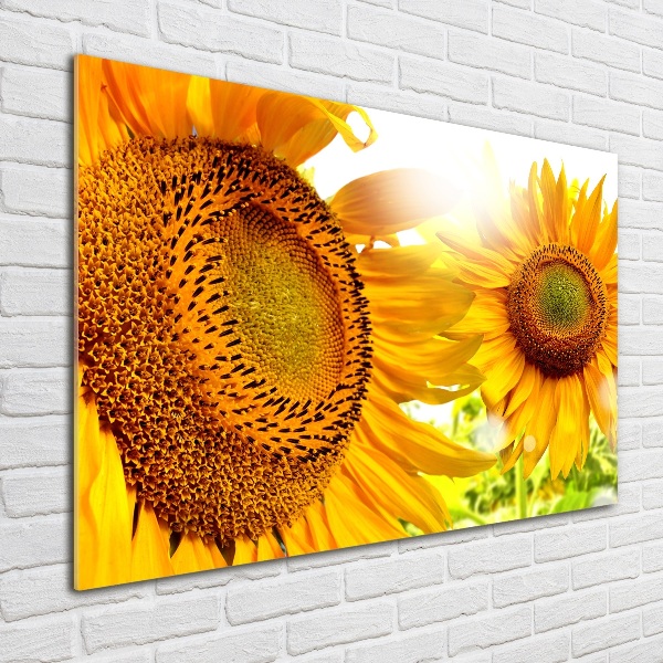 Bild auf glas Sonnenblumen
