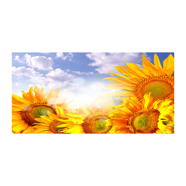 Foto glasbild Sonnenblumen