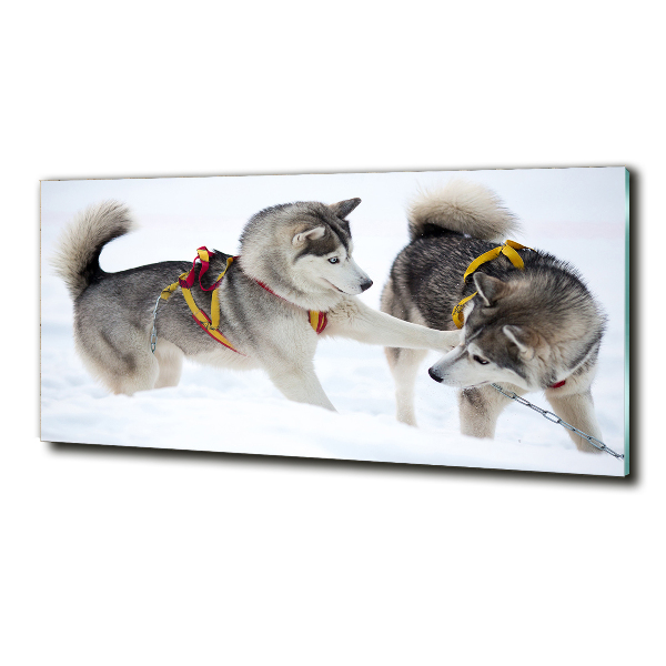 Foto glasbild Huskys im Winter