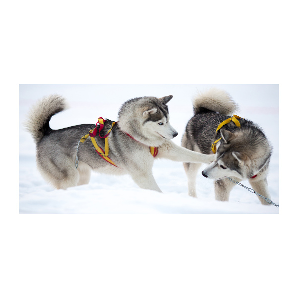 Foto glasbild Huskys im Winter