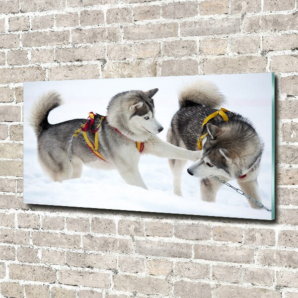 Foto glasbild Huskys im Winter