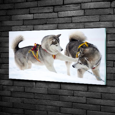 Foto glasbild Huskys im Winter