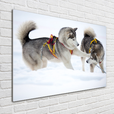Foto glasbild Huskys im Winter