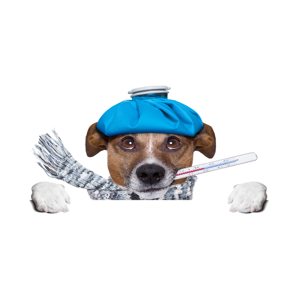 Bild auf glas Kranker Hund