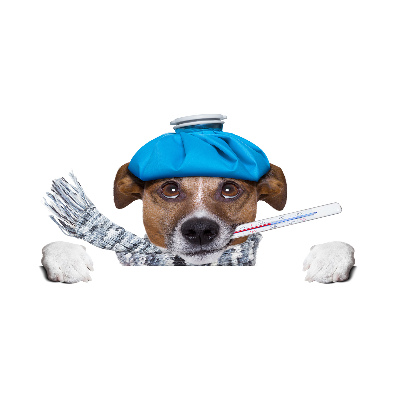 Bild auf glas Kranker Hund