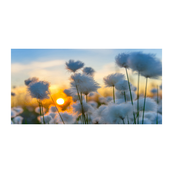 Bild auf glas Wollgras