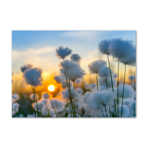Bild auf glas Wollgras