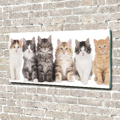 Foto glasbild Sechs Katzen