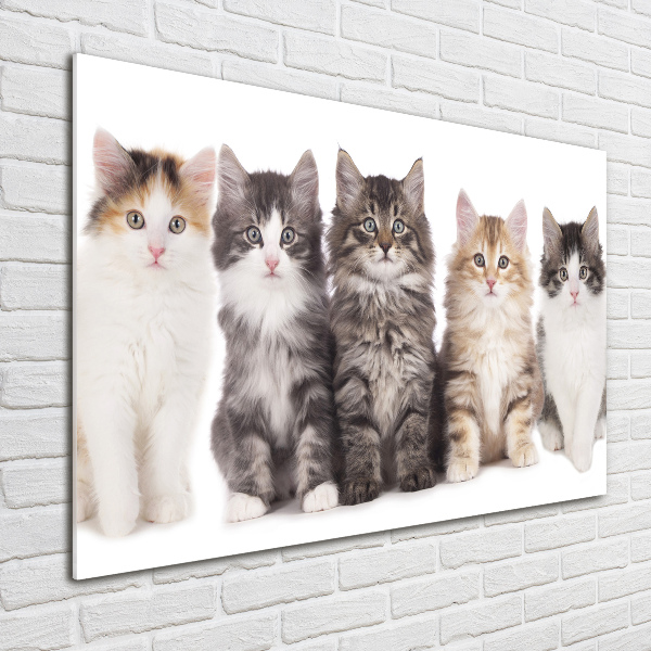 Foto glasbild Sechs Katzen