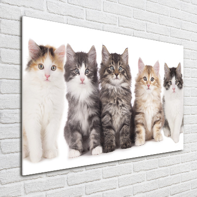 Foto glasbild Sechs Katzen