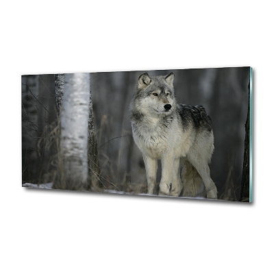 Bild auf glas Grauer Wolf