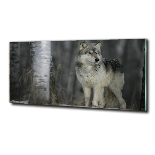 Bild auf glas Grauer Wolf