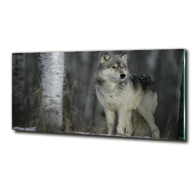 Bild auf glas Grauer Wolf