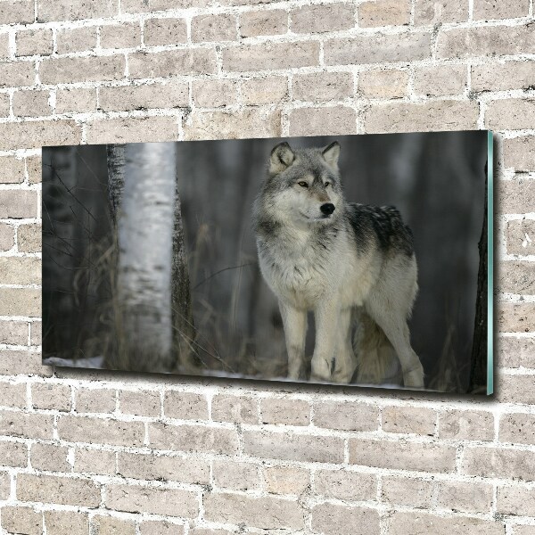 Bild auf glas Grauer Wolf