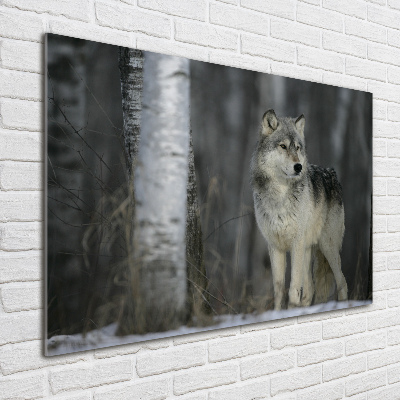 Bild auf glas Grauer Wolf