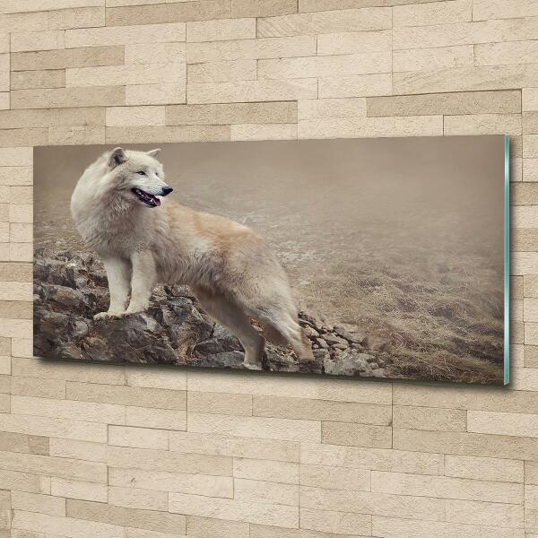Foto glasbild Weißer Wolf auf einem Felsen