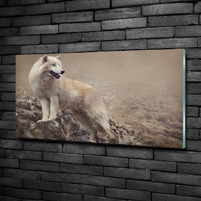 Foto glasbild Weißer Wolf auf einem Felsen