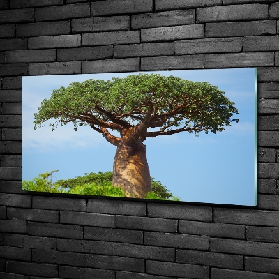 Foto glasbild Baobab