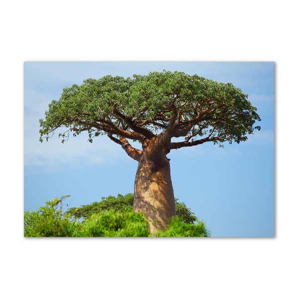Foto glasbild Baobab