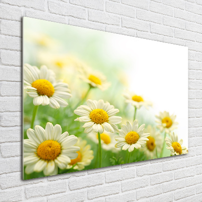 Glasbild Gänseblümchen