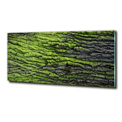 Foto glasbild Baumrinde