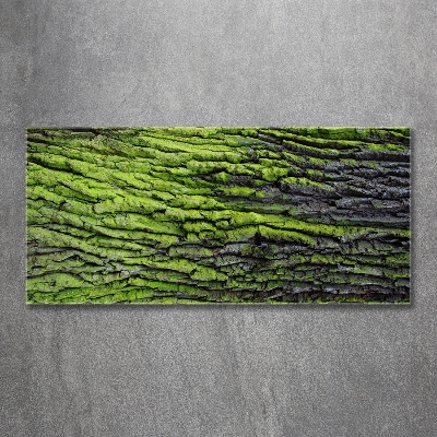 Foto glasbild Baumrinde