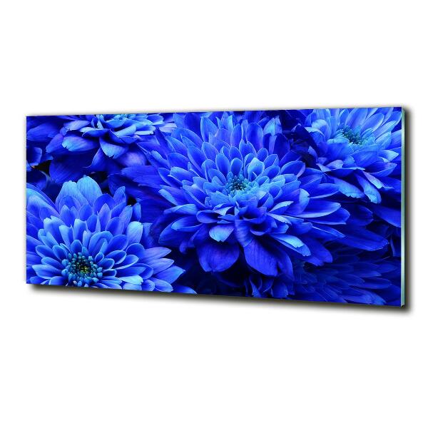 Bild auf glas Blaue Aster