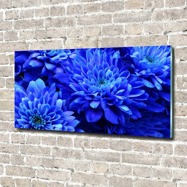 Bild auf glas Blaue Aster