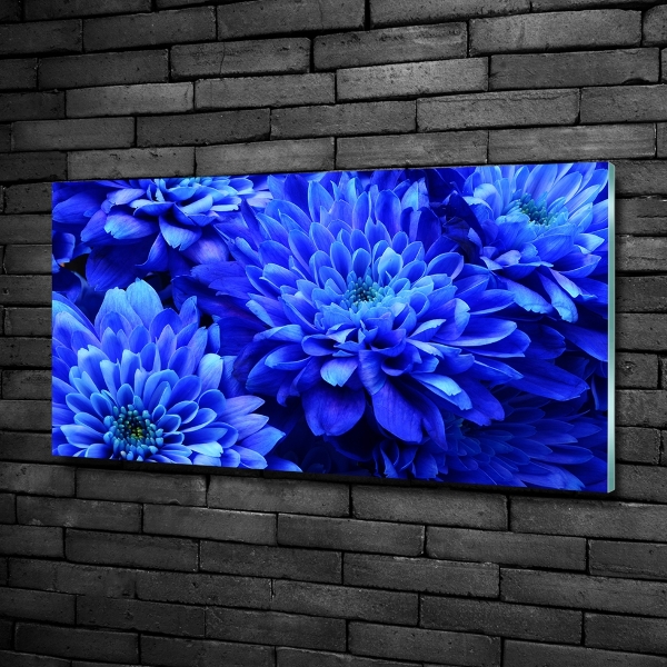 Bild auf glas Blaue Aster