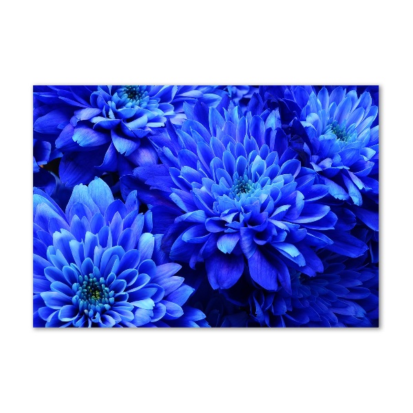 Bild auf glas Blaue Aster