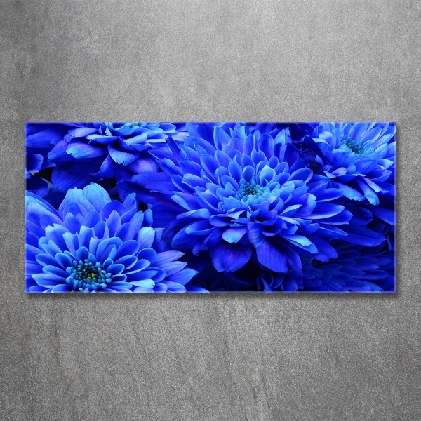 Bild auf glas Blaue Aster
