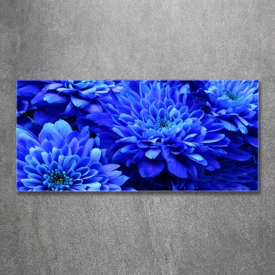 Bild auf glas Blaue Aster