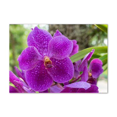 Bild auf glas Orchidee