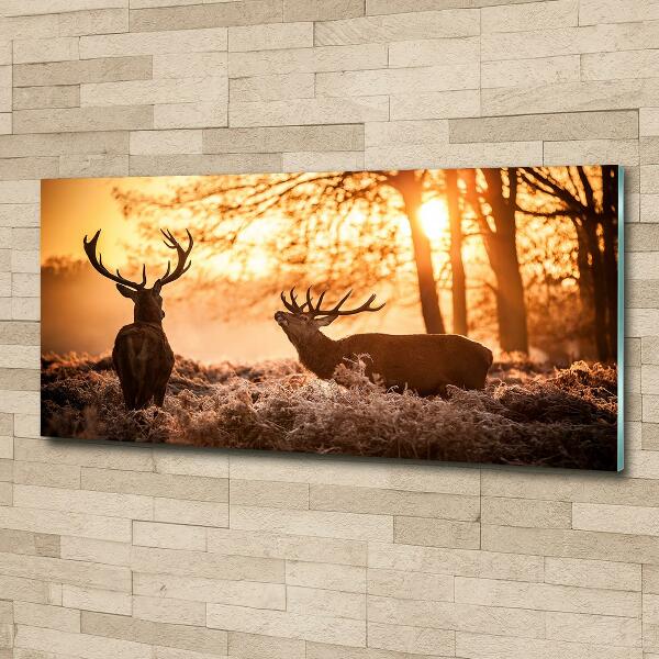 Bild auf glas Hirsch-Sonnenaufgang