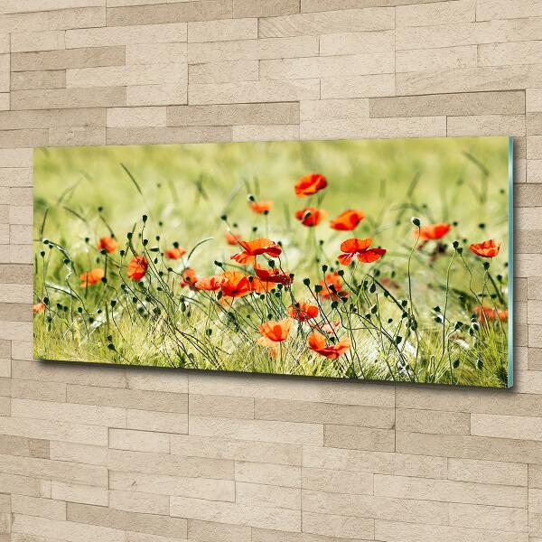 Foto glasbild Mohnblumen