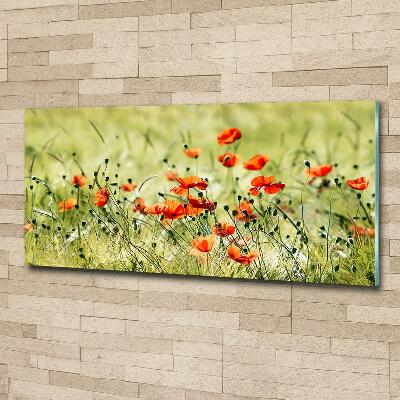 Foto glasbild Mohnblumen