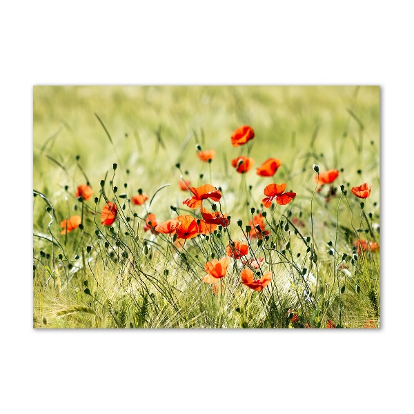 Foto glasbild Mohnblumen