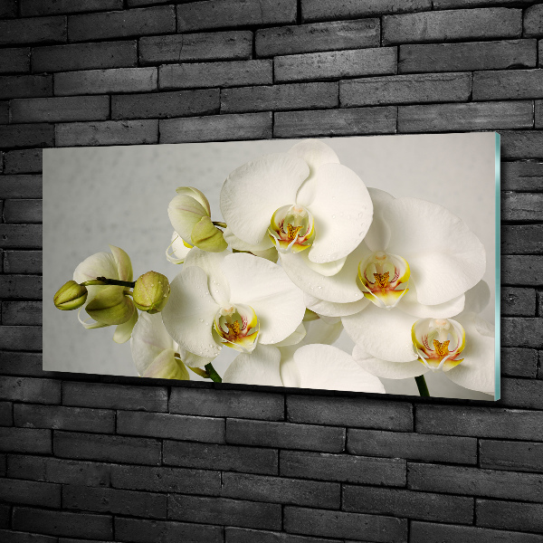 Glasbild Weiße Orchidee