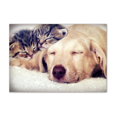 Bild auf glas Welpen und Katzen