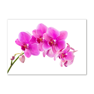 Glasbild Rosa Orchidee