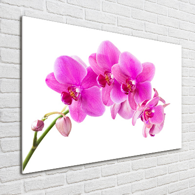 Glasbild Rosa Orchidee