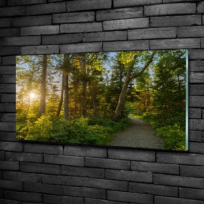 Foto glasbild Wald