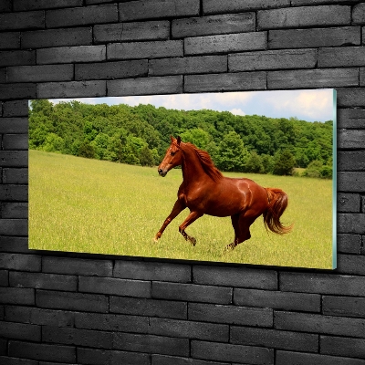 Glasbild Ein Pferd auf der Wiese