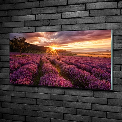 Glasbild Lavendelfeld